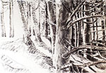 light on tree: charcol on paper 104/148cm