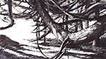 light on tree: charcol on paper 104/148cm